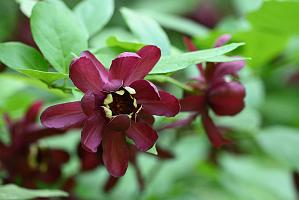 2025-06169044 Acton Arboretum, MA